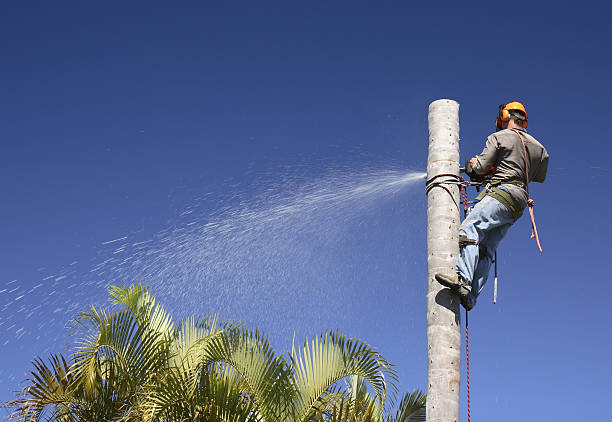 Pest Control for Lawns in Raeford, NC